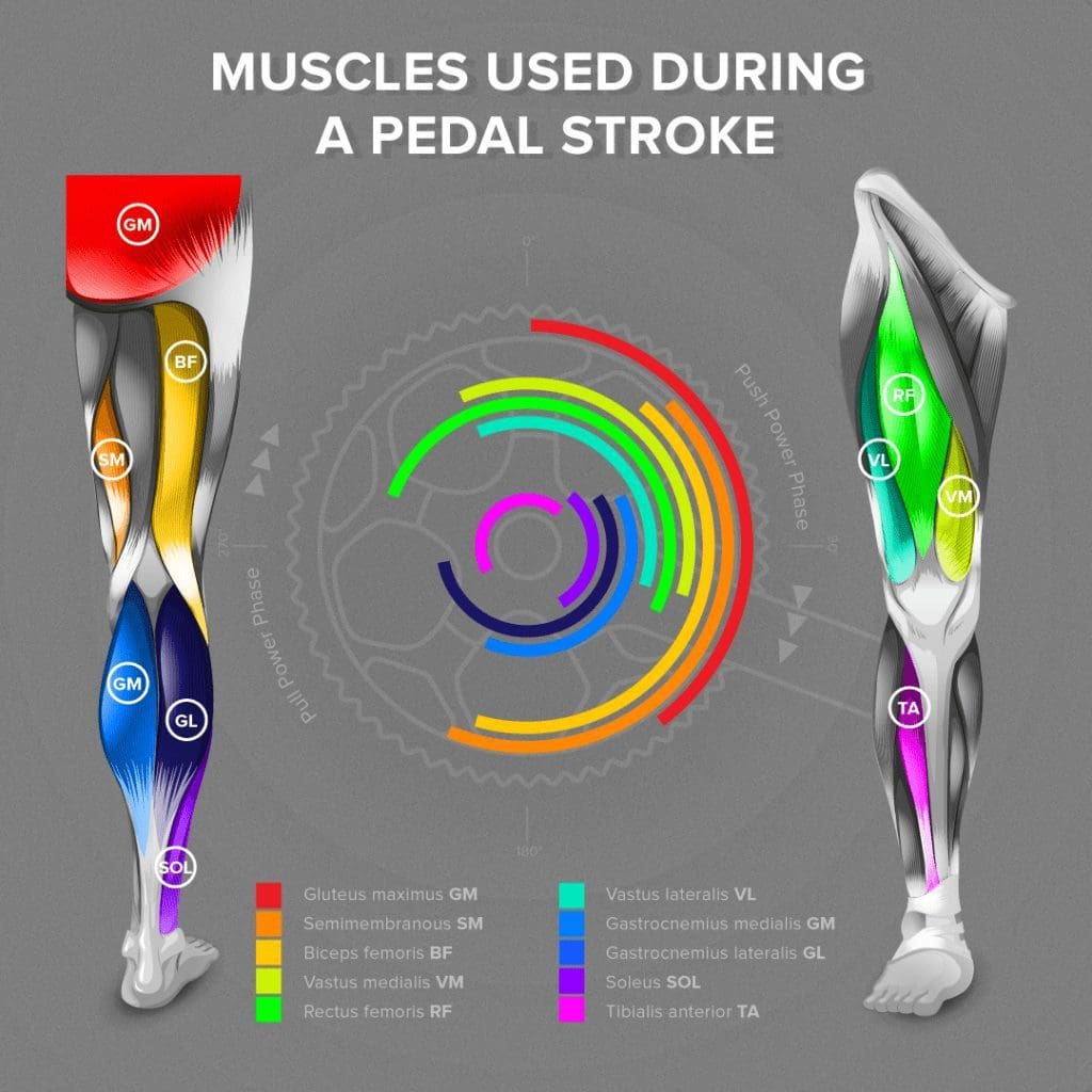 Pedal Stroke Muscles
